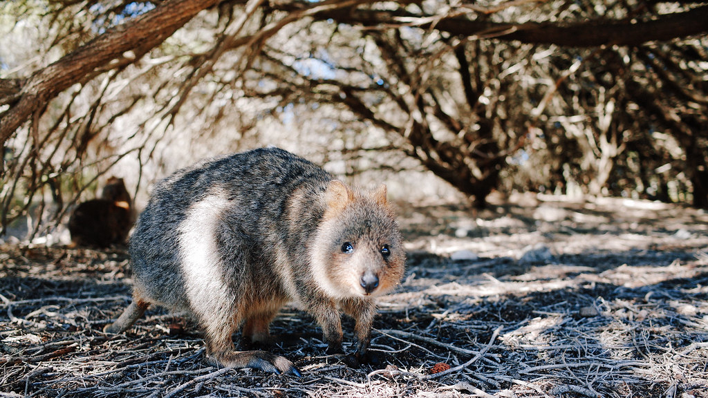 Quokka At Rottnest Island